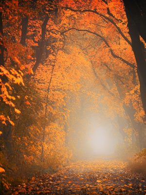 light, forest, path-3130988.jpg